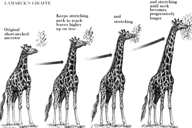 Еволуција жирафе према Јеан-Батисти Ламарца