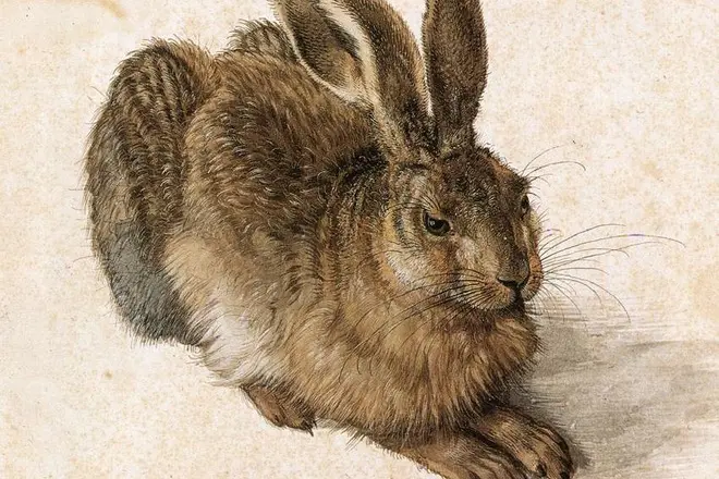 Albrecht dürer - намтар, зураг, зураг, хувийн амьдрал, зураг, зураг 13730_3