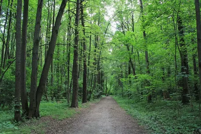 Bitsevsky Forest.