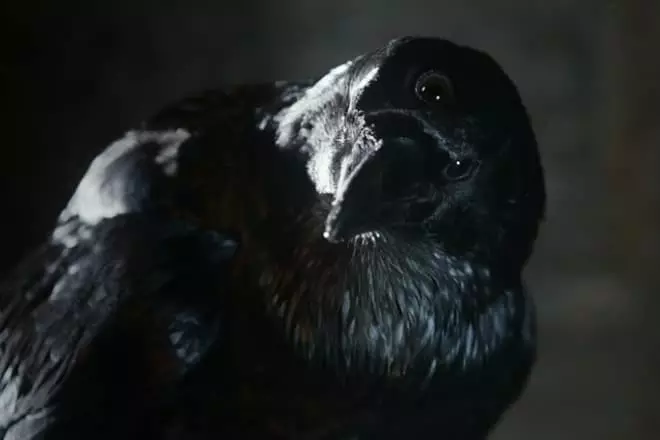 Twa-Peas Raven