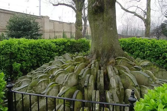 Tomas Hardy Tree