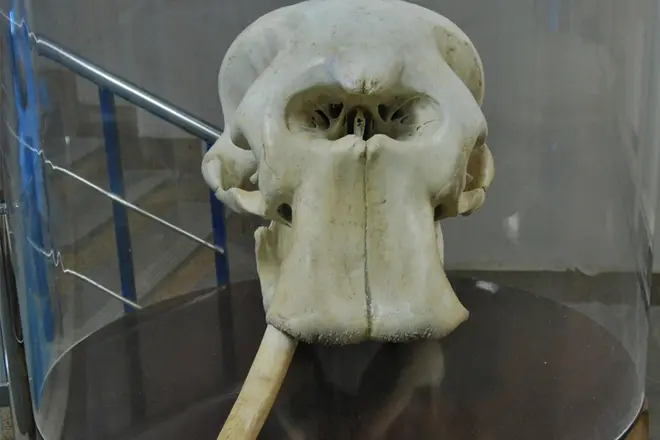 Maltas punduris ziloņa galvaskauss