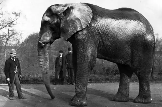 हाथी जंबो फिनास टेलर बरनुमा