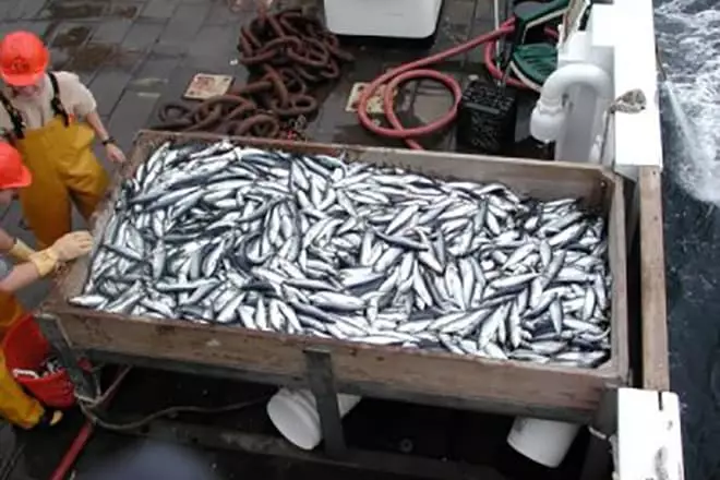 Виталий Орлов контролира руската риболовна индустрия