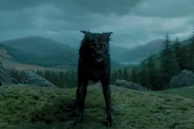 Sirius Đen dưới dạng một con chó