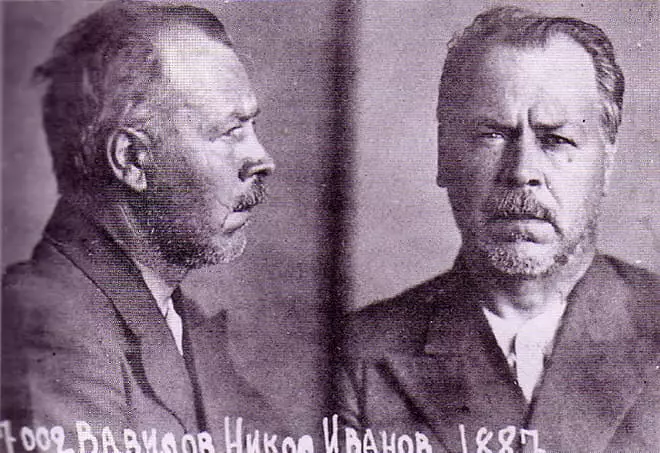 Nikolay Vavilov yn y carchar