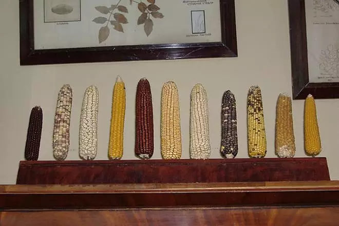 Nikolay Vavilov maïs corrupte collectie