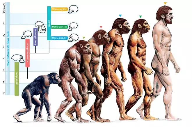 Herkunftstheorie der Arten von Charles Darwin