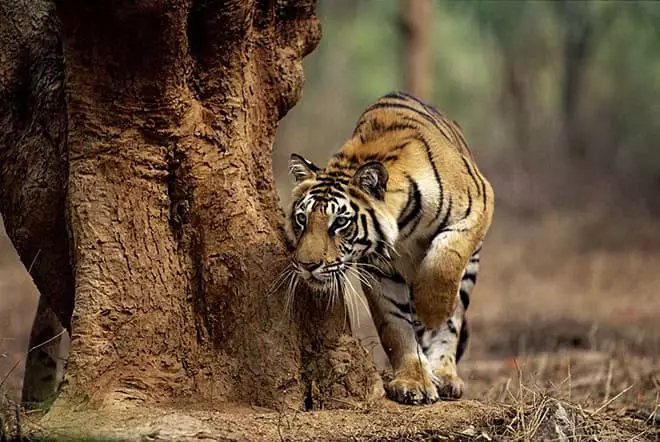 Tiger Sheran en la Reserva de Kanha