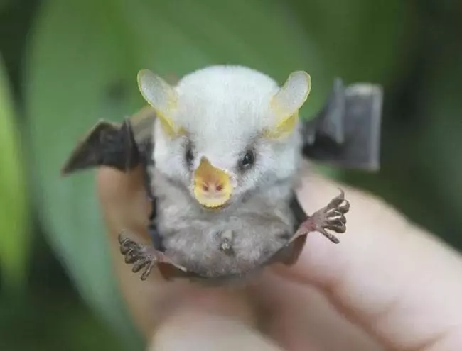 Honduras White Bat.