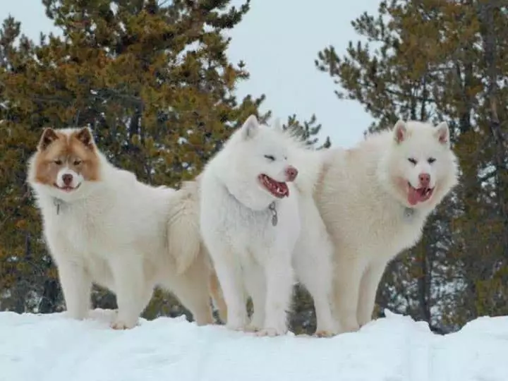 Canadian Eskimo Dog.