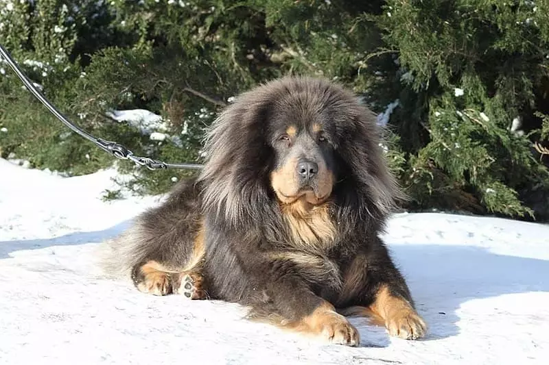 Mastín tibetano: características, fotos, características, cuidado, dimensiones, educación, hechos