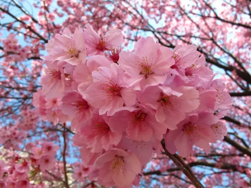 Die mooiste blomme in die wêreld