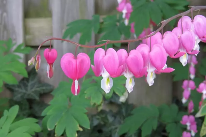 I fiori più belli del mondo