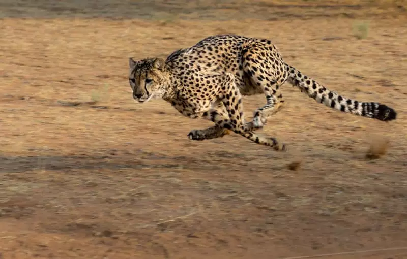 Dünyanın en hızlı hayvan