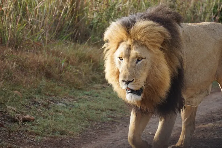 राशि चक्र शेर के संकेत के बारे में 10 तथ्य