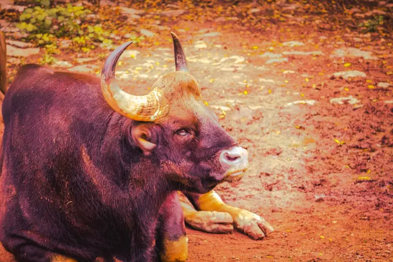 10 hechos sobre el signo del zodiaco tauro