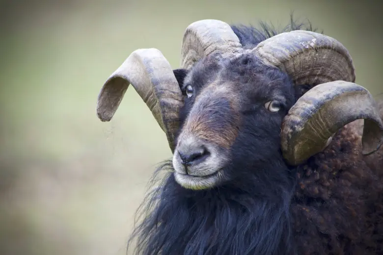 10 fakta babagan tandha zodiak Aries - 1 Latar mburi