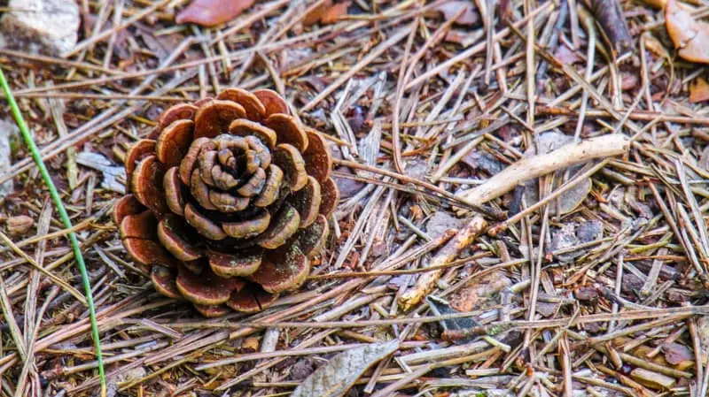 Kaedah untuk menggunakan minyak cedar