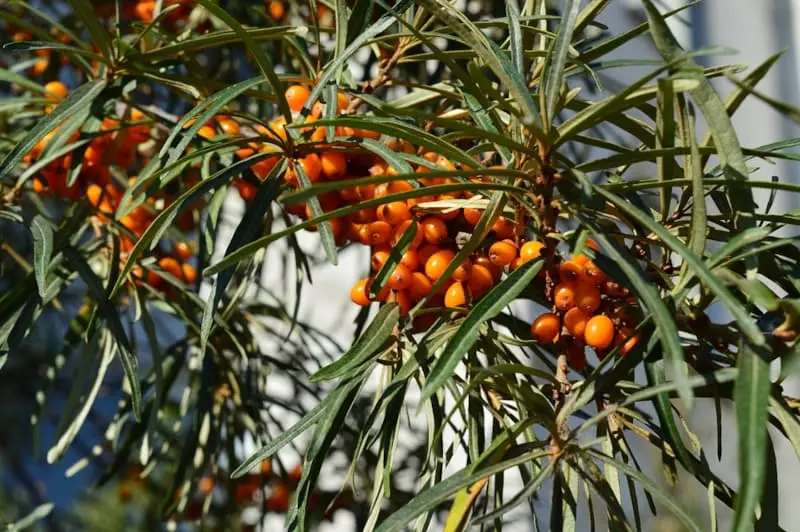 שמנים אתריים של צלקות