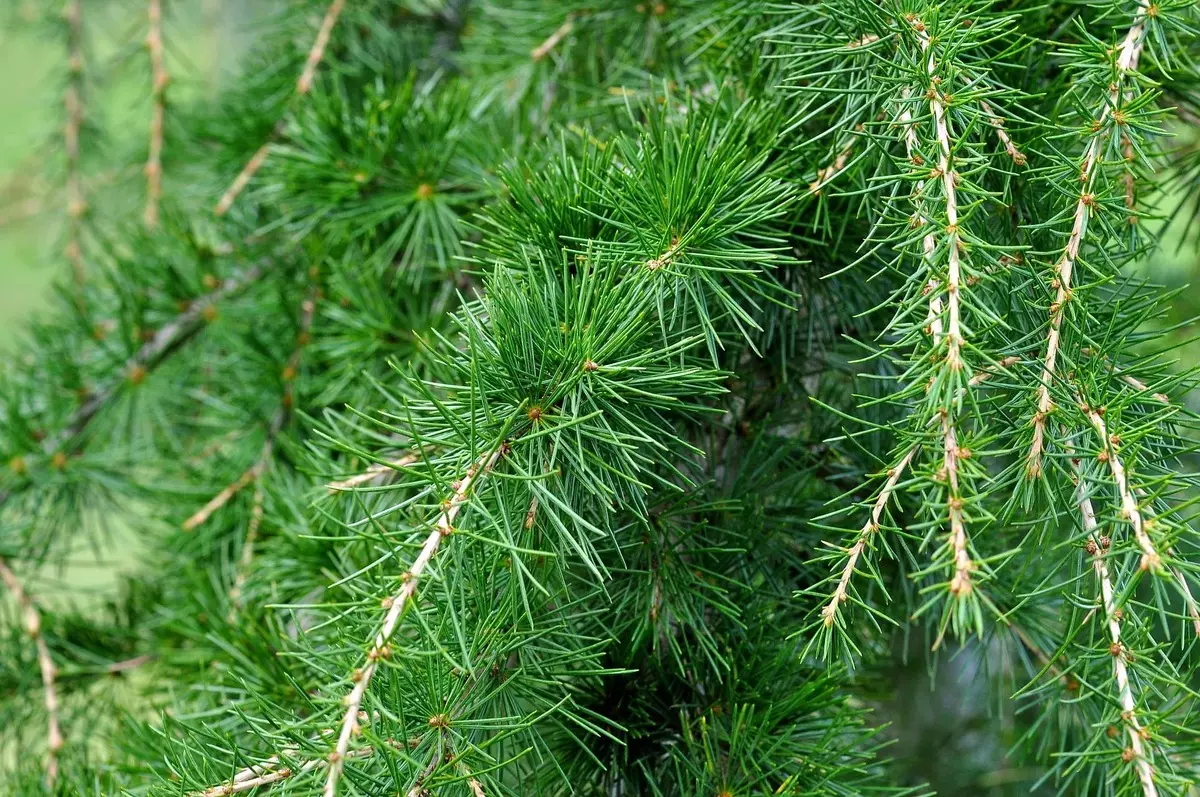 Ungewöhnliche Wege, um Health Cedar Oil aufzutragen